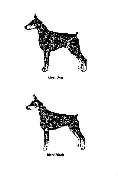 Akc shop breed standards