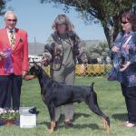 Blackamber's Brehon V Florindale