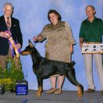 Best Of Breed:  Ch. Foxfire's Love Monster
Owned By Michelle Santana, S. Koster, J. Chopson & P. Winter