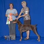 Best Junior/Grand Sweepstakes:  Shal-Mar's I've Got A Secret
Owned By Janet & Gary Oppedal