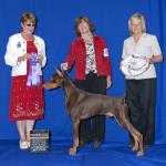 Winners Dog AM Specialty (3 points):  Soquel's Red October
Owned By Jeffrey Whitnack & Linda Hoff