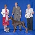 Best Of Breed AM Specialty:  Ch. Carolya's Antigua
Owned By Naomi Barksdale & Malcolm Barksdale