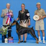 Winners Dog & Best Opposite:  Delkamar's Rising Star of Manorie