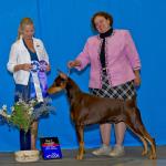 Winners Dog/Best Of Winners:  Windsor's May The Best Man Win
Owned By Emily Nikzat, Anna Browning, & Sue Boynton