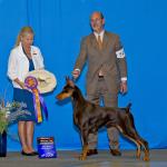Best of Breed:  GCH Caryola's Antigua
Owned By Naomi Barksdale & Malcome Barksdale