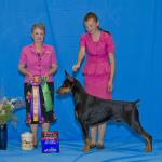 Best Of Breed:  Ch. Foxfire's Love Monster
Owned By Michelle Santana, Sophia Koster, Jane Chopson, & Mallary Ross