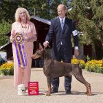 Best Of Breed:  GCH. Tiburon Arsenal