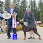 Ch. 'Rena'ssance Rockin Rolling Stone
Breeders:  Wayne & Belinda Rossmiller; Owners:  Eileen Moffitt & Wayne & Belinda Rossmiller