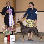 Best Of Breed:  GCh. Kelview's Never Out Of Style

