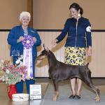Best Of Breed:  GCh. Kelview's Never Out Of Style
