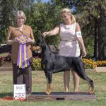 Best of Breed:  GCHB Protocol's Every Little Thing She Does In magic CAA