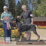 Best of Breed:  GCHS 'Rena'ssance Sirius Rising WAC