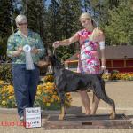 Select Dog:  Ch. Addox's King Of Diamonds