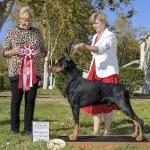 BOS: GCH Del Rey's Black Russian