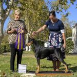 Best of Breed: GCH Arete's Crazy Little Thing Called Love