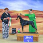 Grand Sweepstakes: Poesia's Don't Stop Believin' 