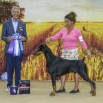 Winners Dog/BOW: Soquel's All Black Back From Idobe